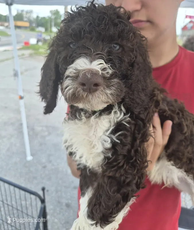 Teddy – Goldendoodle, Poodle - Standard  puppy for sale in Scarbro, WV