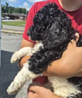 Bandit, a male Goldendoodle and Poodle - Standard  for sale in Scarbro, WV – 2 of 3