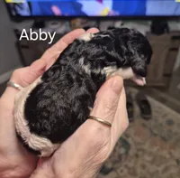 Abby , a female Goldendoodle and Poodle - Standard  for sale in Scarbro, WV – 1 of 1