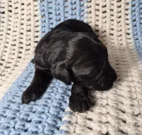 Ellie F1B, a female Goldendoodle and Poodle - Standard  for sale in Scarbro, WV – 3 of 6