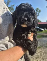 Buster F1B, a male Goldendoodle and Poodle - Standard  for sale in Scarbro, WV – 2 of 6