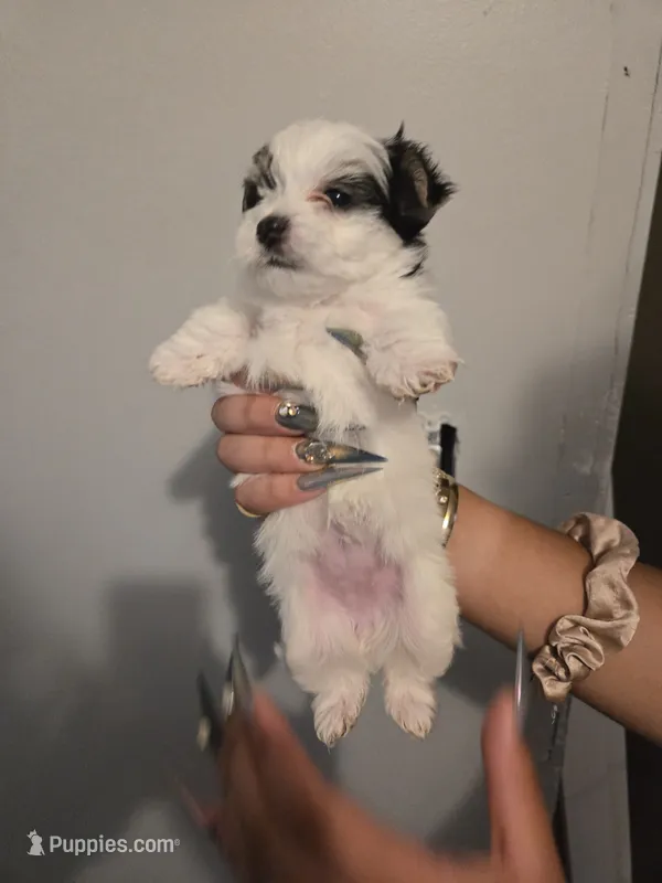 Queso – Morkie puppy for sale in Crystal, MN