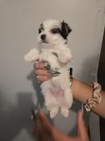 Queso, a female Morkie for sale in Crystal, MN – 1 of 4