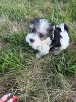Burrito, a male Morkie for sale in Crystal, MN – 3 of 5