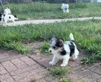 Taco, a male Morkie for sale in Crystal, MN – 3 of 4