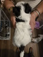 Queso, a female Morkie for sale in Crystal, MN – 2 of 4