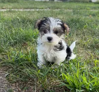 Burrito, a male Morkie for sale in Crystal, MN – 4 of 5