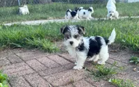 Burrito, a male Morkie for sale in Crystal, MN – 2 of 5