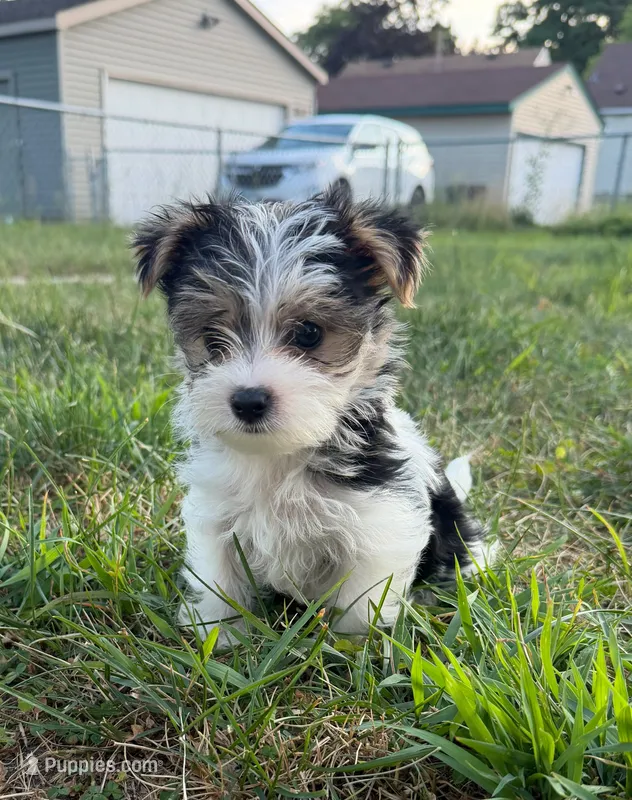 Burrito – Morkie puppy for sale in Crystal, MN
