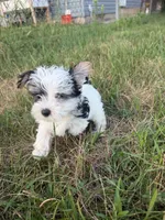 Taco, a male Morkie for sale in Crystal, MN – 2 of 4