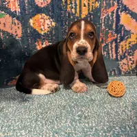 processed/c05f2d34-157c-4b76-80a2-ad46081e55c7/facility/bc9ab277-6aec-4ed5-ab77-a4249a3bbb1e