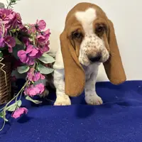 processed/c05f2d34-157c-4b76-80a2-ad46081e55c7/facility/ca928e5d-1cd5-4c1c-9cad-d5c69fb8c59c