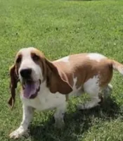 Pikachu, a male Basset Hound for sale in Subiaco, AR – 9 of 10