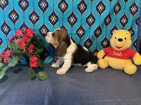 Bulbasaur -AKC , a male Basset Hound for sale in Subiaco, AR – 7 of 10