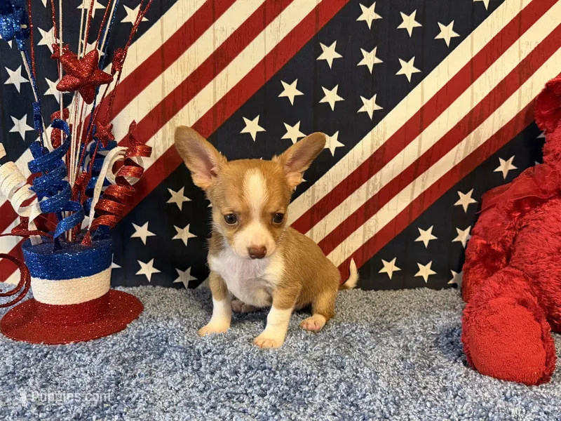 Pocket  – Chihuahua puppy for sale in Subiaco, AR