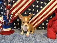 Pocket , a male Chihuahua for sale in Subiaco, AR – 1 of 5