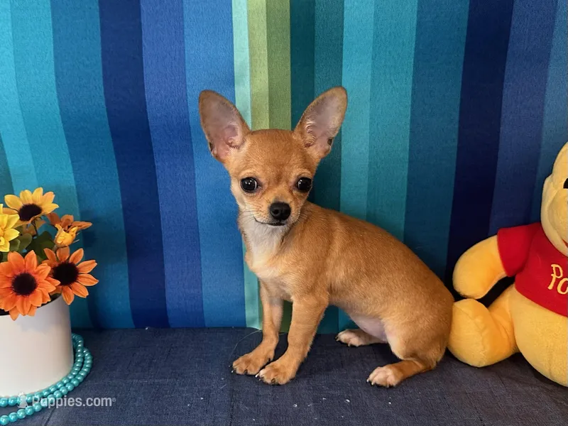 Fiona  – Chihuahua puppy for sale in Subiaco, AR
