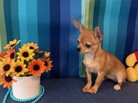Fiona , a female Chihuahua for sale in Subiaco, AR – Photo 2 of 2