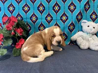 Pikachu, a male Basset Hound for sale in Subiaco, AR – 2 of 10