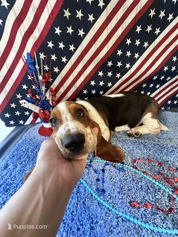 Ash  -AKC  – Basset Hound puppy for sale in Subiaco, AR
