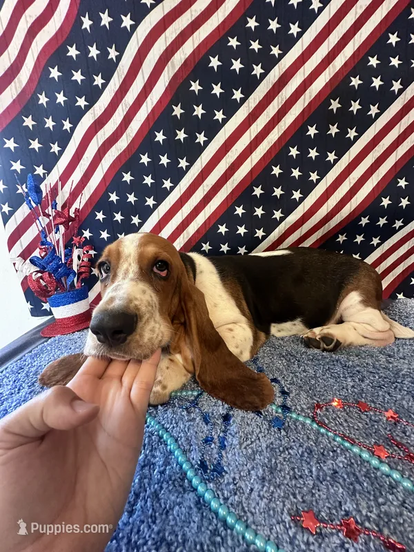 Ash  -AKC  – Basset Hound puppy for sale in Subiaco, AR