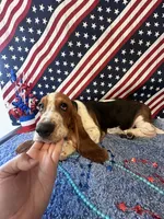 Ash  -AKC , a male Basset Hound for sale in Subiaco, AR – 2 of 10