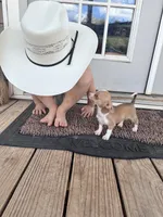 Pocket , a male Chihuahua for sale in Subiaco, AR – 5 of 5