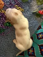 Maurice , a male Basset Hound for sale in Subiaco, AR – 2 of 4