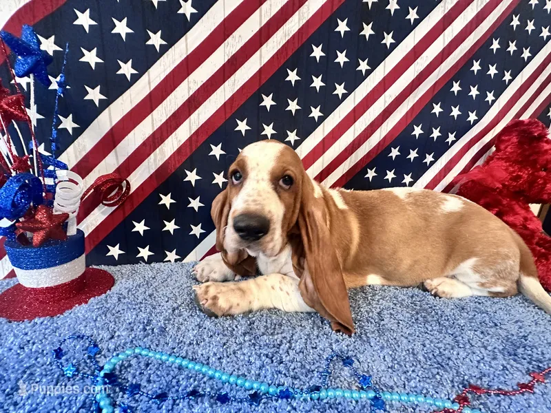 Pikachu-AKC  – Basset Hound puppy for sale in Subiaco, AR
