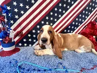 Pikachu-AKC , a male Basset Hound for sale in Subiaco, AR – 1 of 10