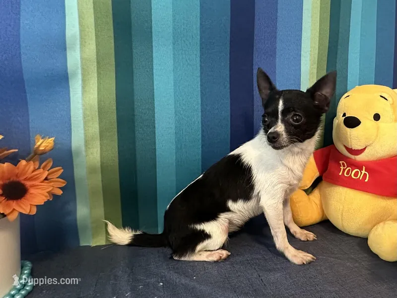 Pixie- “Teacup” Chihuahua – Chihuahua puppy for sale in Subiaco, AR