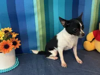 Pixie- “Teacup” Chihuahua, a female Chihuahua for sale in Subiaco, AR – 7 of 8
