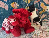 Pixie- “Teacup” Chihuahua, a female Chihuahua for sale in Subiaco, AR – Photo 3 of 4