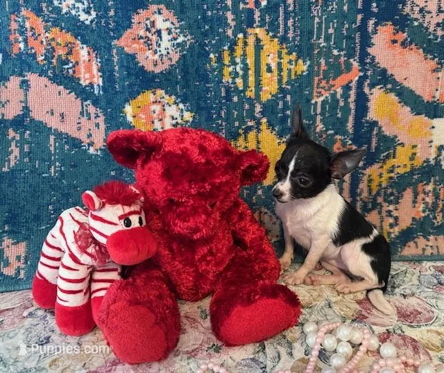 Pixie- “Teacup” Chihuahua