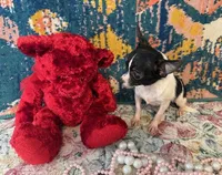 Pixie- “Teacup” Chihuahua, a female Chihuahua for sale in Subiaco, AR – Photo 4 of 4