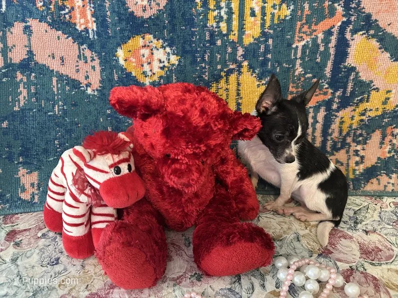 Pixie- “Teacup” Chihuahua