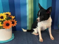 Pixie- “Teacup” Chihuahua, a female Chihuahua for sale in Subiaco, AR – 8 of 8