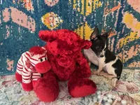 Pixie- “Teacup” Chihuahua, a female Chihuahua for sale in Subiaco, AR – Photo 2 of 4