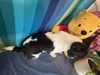 Pixie- “Teacup” Chihuahua, a female Chihuahua for sale in Subiaco, AR – 5 of 8