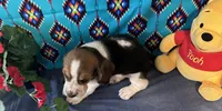 Bulbasaur -AKC , a male Basset Hound for sale in Subiaco, AR – 6 of 10