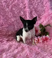 Pixie- “Teacup” Chihuahua, a female Chihuahua for sale in Subiaco, AR – 3 of 10