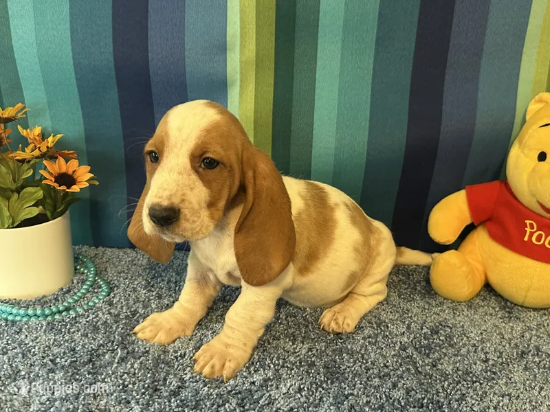 Lulu , a female Basset Hound for sale in Subiaco, AR – 1 of 2