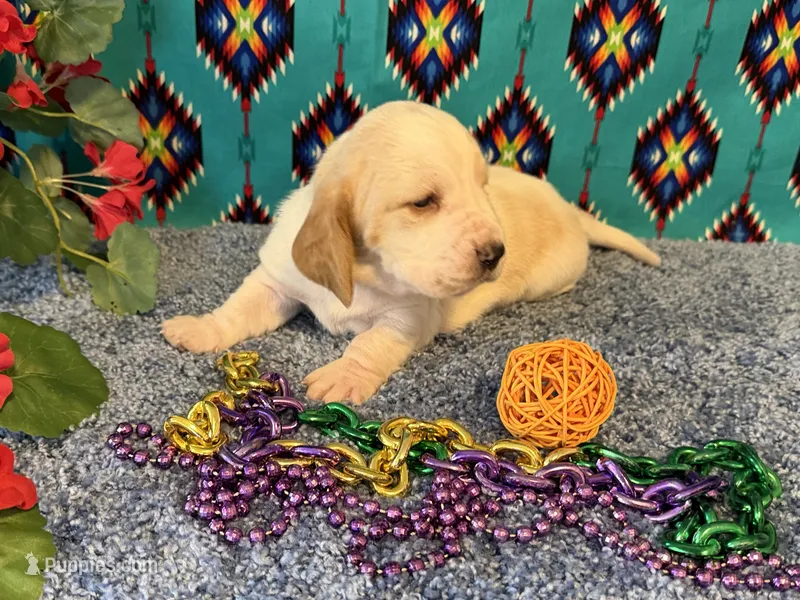 Theo, a male Basset Hound for sale in Subiaco, AR – 1 of 4