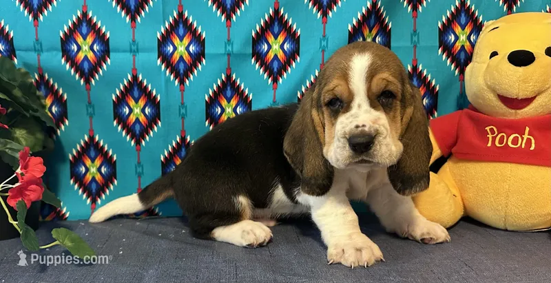 Bulbasaur -AKC  – Basset Hound puppy for sale in Subiaco, AR