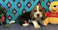 Bulbasaur -AKC , a male Basset Hound for sale in Subiaco, AR – 1 of 10