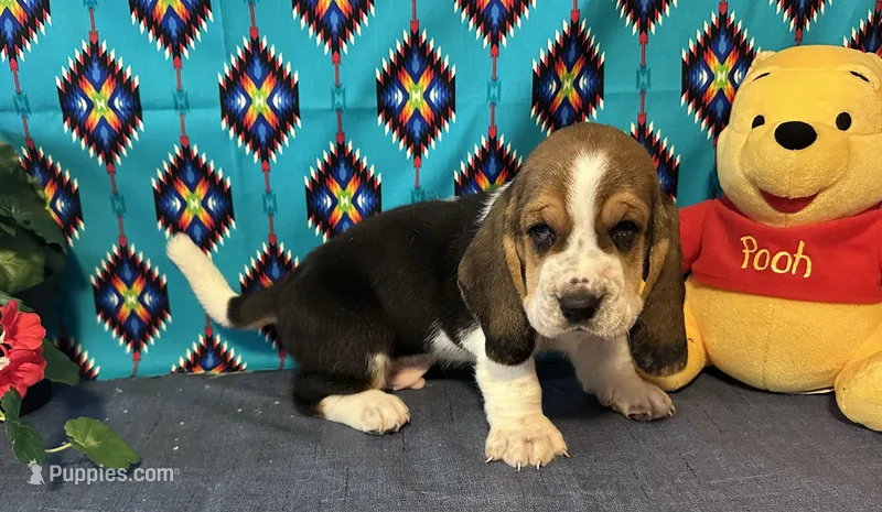 Ash  -AKC  – Basset Hound puppy for sale in Subiaco, AR