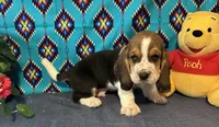 Bulbasaur -AKC , a male Basset Hound for sale in Subiaco, AR – 5 of 10