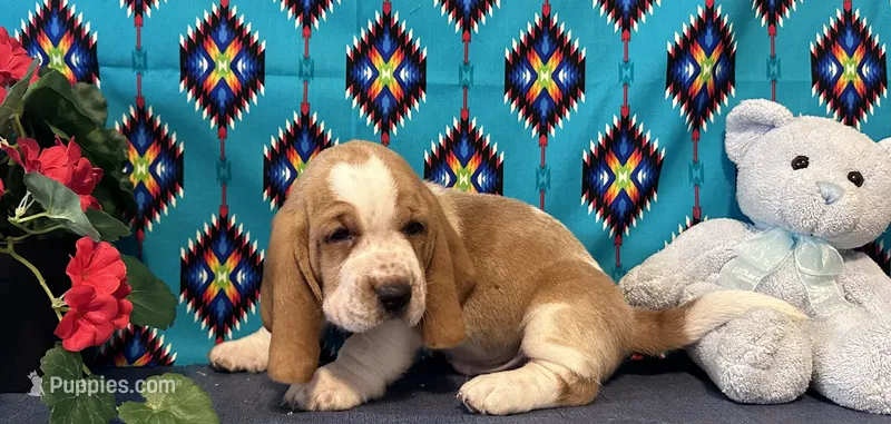 Pikachu – Basset Hound puppy for sale in Subiaco, AR