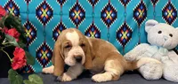 Pikachu, a male Basset Hound for sale in Subiaco, AR – 1 of 10