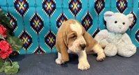 Pikachu, a male Basset Hound for sale in Subiaco, AR – 6 of 10